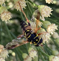 Meromacrus gloriosus