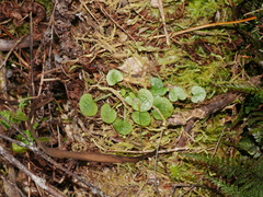 Pterostylis trullifolia