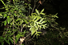 Stenocarpus sinuatus