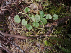 Pterostylis trullifolia