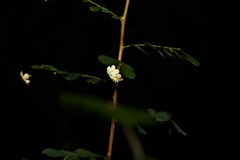 Synostemon albiflorus