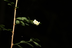 Synostemon albiflorus