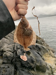 Lepidopsetta