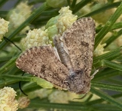 Protorthodes