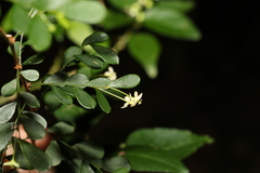 Synostemon albiflorus