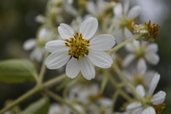 Montanoa leucantha