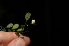 Synostemon albiflorus