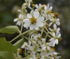 Montanoa leucantha