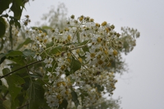 Montanoa leucantha