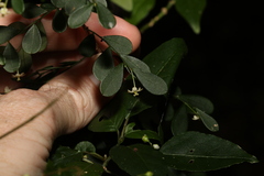 Synostemon albiflorus
