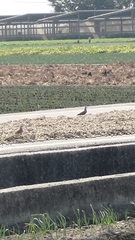 Streptopelia tranquebarica