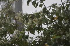 Montanoa leucantha
