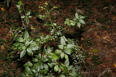 Synostemon albiflorus