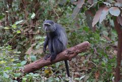 Cercopithecus mitis manyaraensis