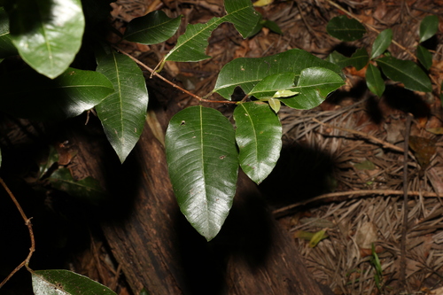 Image of Backhousia citriodora by (c) Greg Tasney, some rights reserved (CC BY-SA)