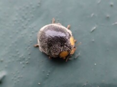 Apolinus lividigaster