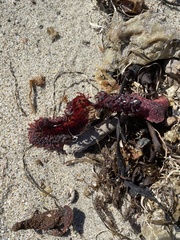 Chondracanthus exasperatus