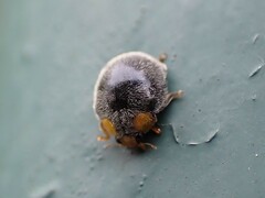 Apolinus lividigaster