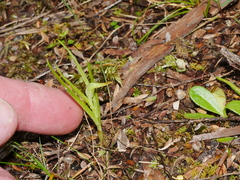 Pterostylis graminea