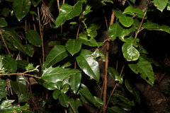 Backhousia citriodora