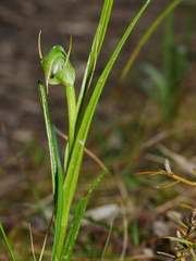 Pterostylis graminea