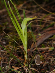 Pterostylis graminea