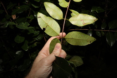 Backhousia citriodora