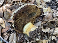 Caloboletus marshii