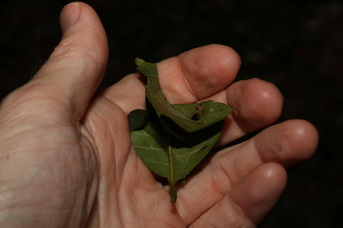 Image of Backhousia citriodora by (c) Greg Tasney, some rights reserved (CC BY-SA)