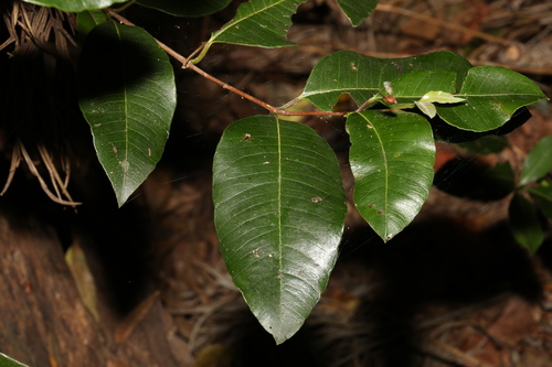 Image of Backhousia citriodora by (c) Greg Tasney, some rights reserved (CC BY-SA)