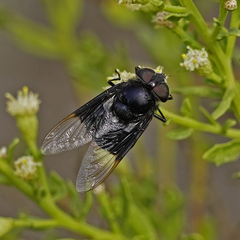 Copestylum violaceum