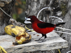 Ramphocelus dimidiatus