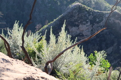 Aspalathus florifera