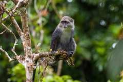 Cercopithecus mitis albogularis