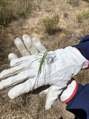 Phasmodes ranatriformis