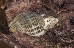 Acanthinucella spirata