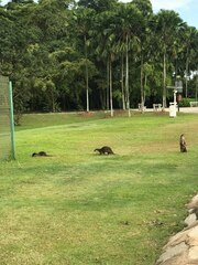 Lutrogale perspicillata