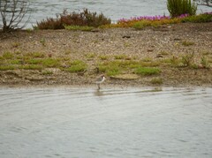 Charadrius ruficapillus