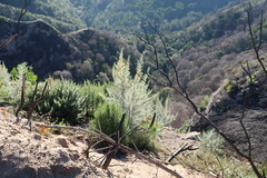 Aspalathus florifera