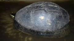 Cuora amboinensis kamaroma