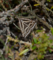 Dichromodes confluaria