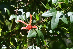 Passiflora aurantia
