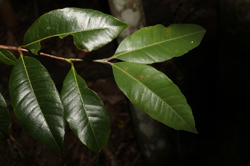 Lemon myrtle (Backhousia citriodora)