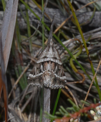 Dichromodes stilbiata