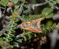 Arotrophora arcuatalis