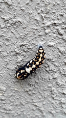 Acraea horta
