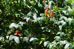 Passiflora aurantia