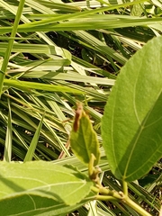 Ficus sur