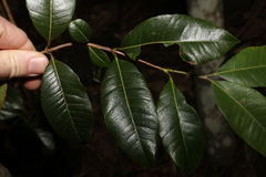 Backhousia citriodora