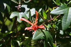 Passiflora aurantia